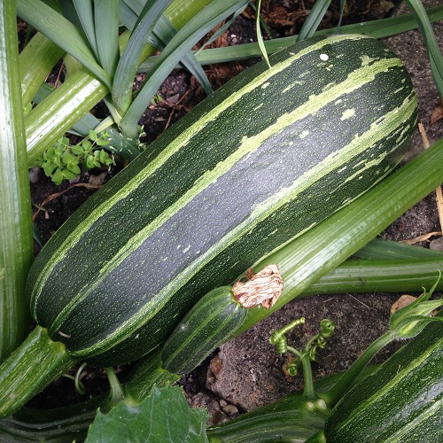 Marrow Tiger Cross